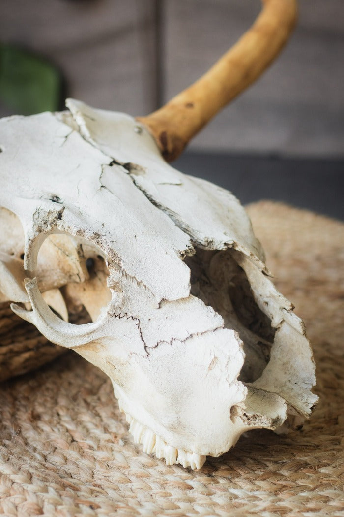 cow skull wooden horns